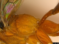 Myrmeleonostenus