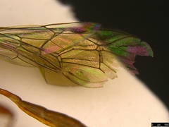 Myrmeleonostenus