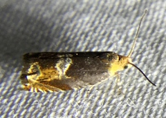 Ancylis muricana
