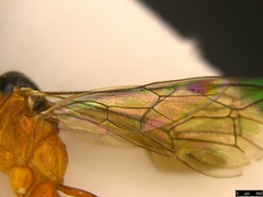 Myrmeleonostenus