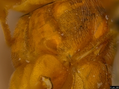 Myrmeleonostenus