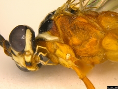 Myrmeleonostenus