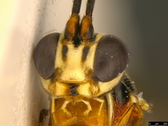 Myrmeleonostenus