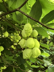 Staphylea pinnata