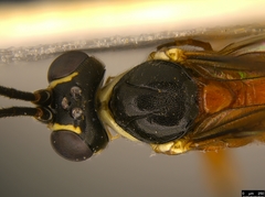Myrmeleonostenus