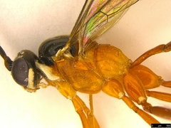 Myrmeleonostenus