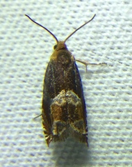 Ancylis muricana
