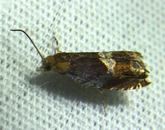 Ancylis muricana