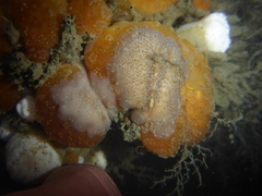 Pseudoceros canadensis