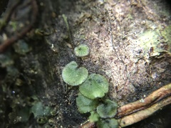 Didymoglossum kapplerianum