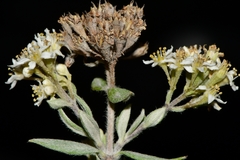 Fendlerella lasiopetala