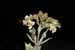 Fendlerella lasiopetala