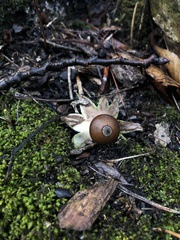Geastrum fornicatum