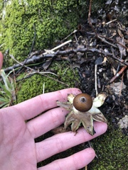 Geastrum fornicatum