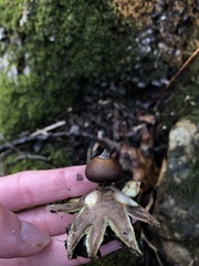 Geastrum fornicatum