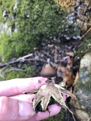 Geastrum fornicatum