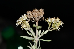 Fendlerella lasiopetala