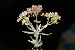 Fendlerella lasiopetala