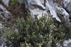 Fendlerella lasiopetala