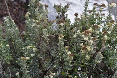 Fendlerella lasiopetala