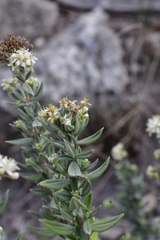 Fendlerella lasiopetala