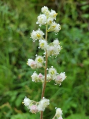 Heuchera pilosissima