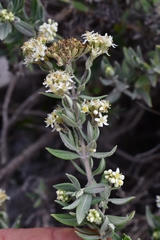 Fendlerella lasiopetala