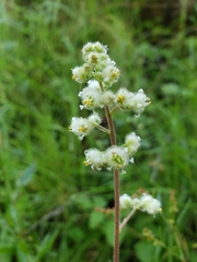 Heuchera pilosissima