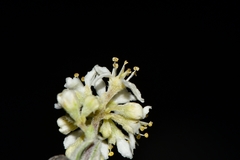 Fendlerella lasiopetala