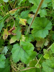Heuchera pilosissima