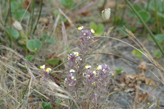 Pedicularideae