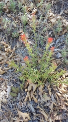 Castilleja martini martini