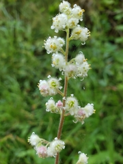 Heuchera pilosissima