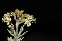 Fendlerella lasiopetala