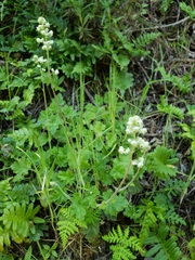 Heuchera pilosissima