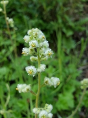Heuchera pilosissima