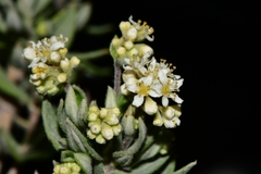 Fendlerella lasiopetala