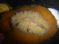 Pseudoceros canadensis