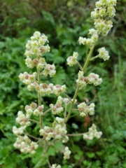 Heuchera pilosissima