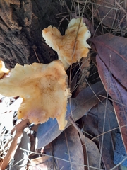 Cantharellus concinnus