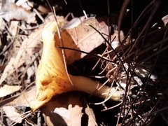 Cantharellus concinnus