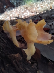 Cantharellus concinnus