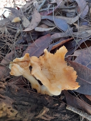 Cantharellus concinnus