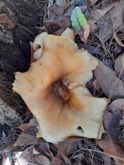 Cantharellus concinnus