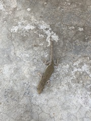 Hemidactylus bowringii