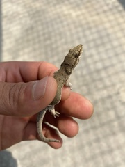 Hemidactylus bowringii