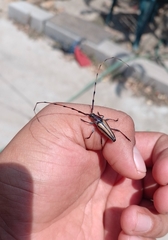 Sphaenothecus toledoi