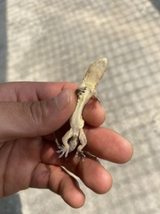 Hemidactylus bowringii