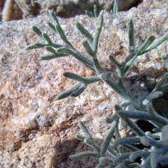Hymenopappus filifolius lugens