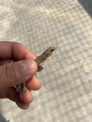 Hemidactylus bowringii